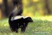 skunk-pruhovany